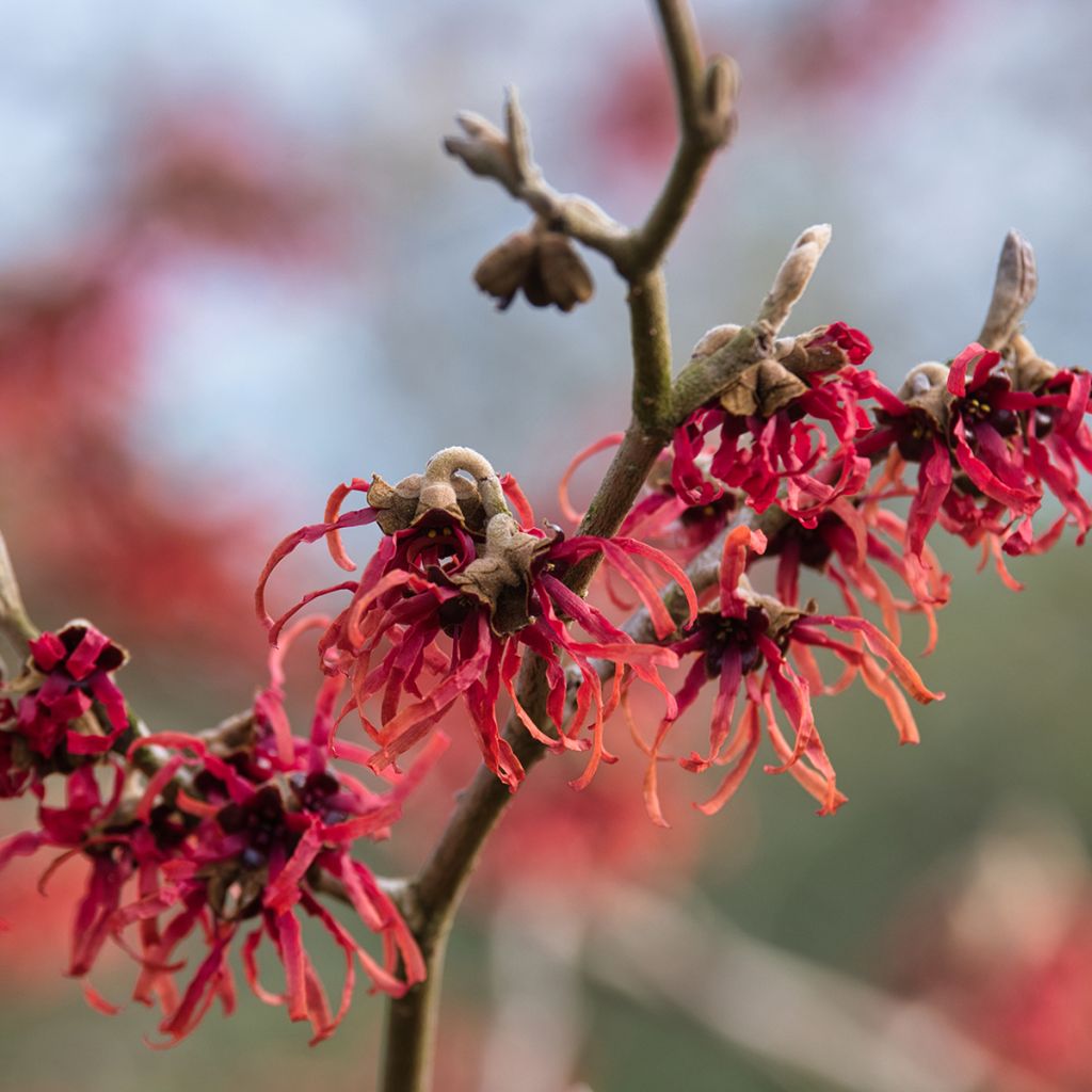 Hamamelis intermedia Ruby Glow - Toverhazelaar