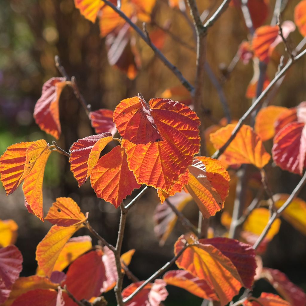Hamamelis intermedia Ruby Glow - Toverhazelaar