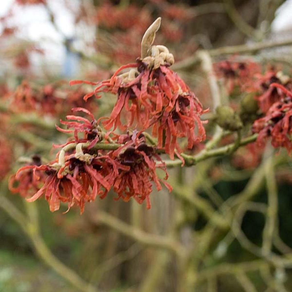 Hamamelis intermedia Ruby Glow - Toverhazelaar