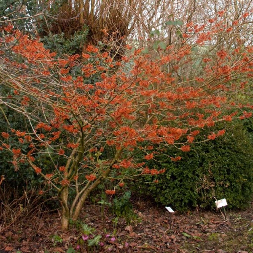 Hamamelis intermedia Ruby Glow - Toverhazelaar