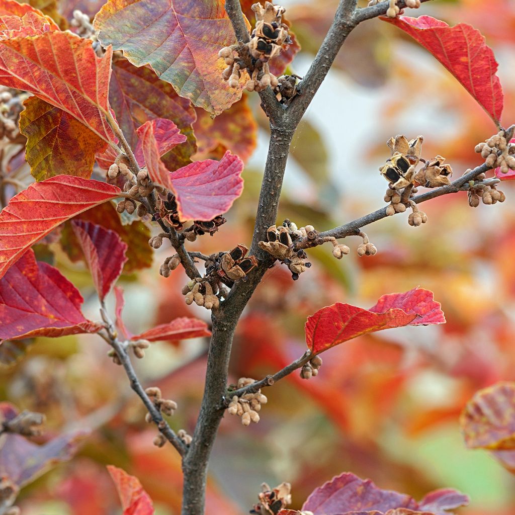Hamamelis vernalis Amethyst - Toverhazelaar