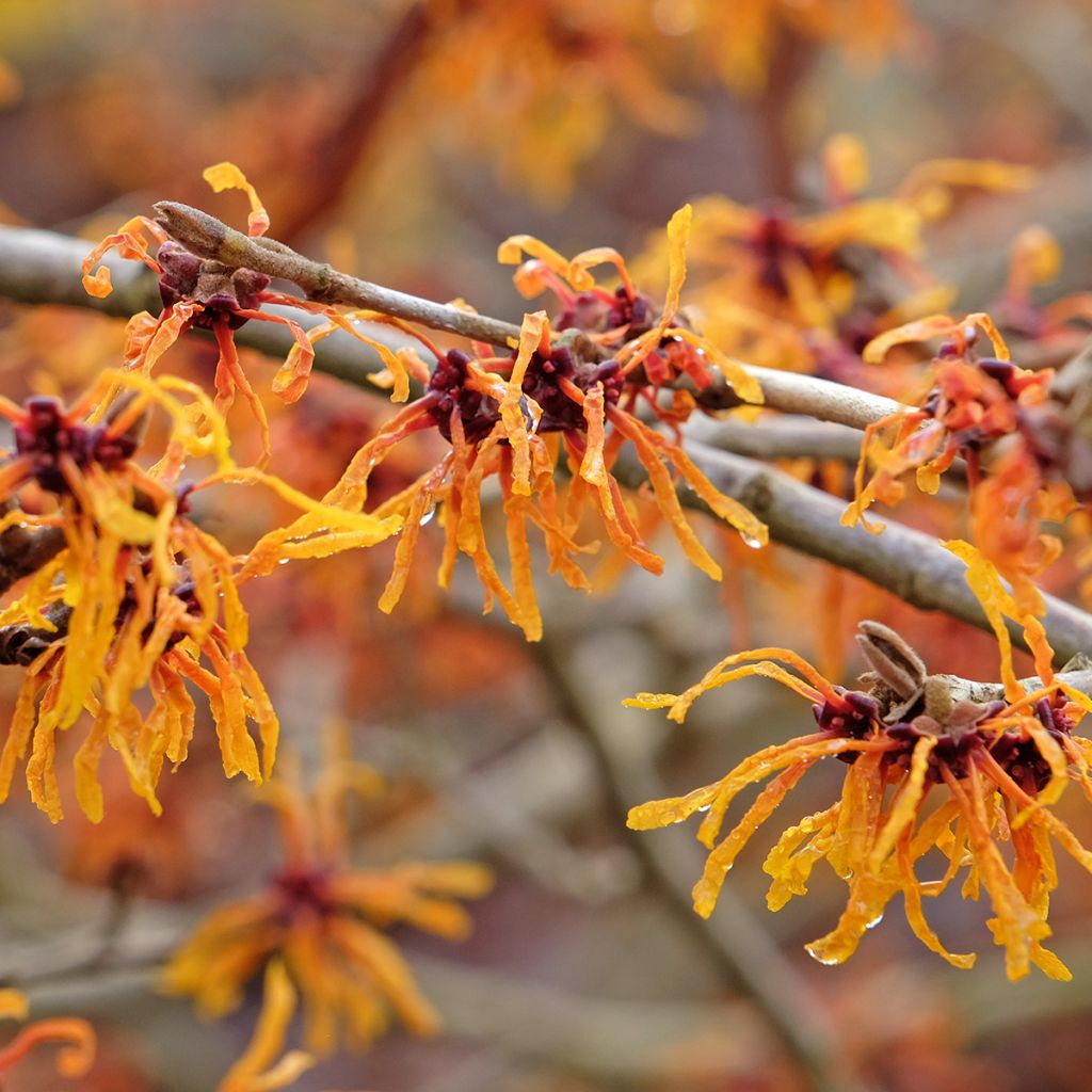 Hamamelis intermedia Aphrodite - Toverhazelaar
