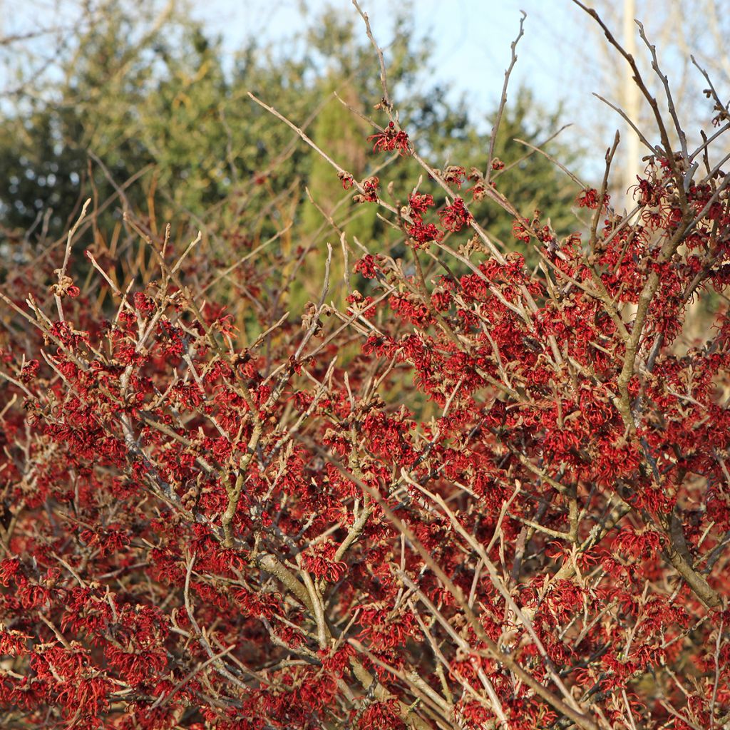 Hamamelis intermedia Rubin - Toverhazelaar