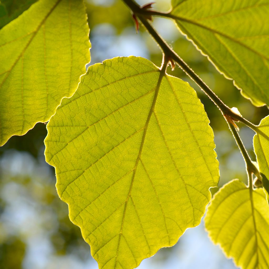 Hamamelis japonica Zuccariniana - Japanse toverhazelaar