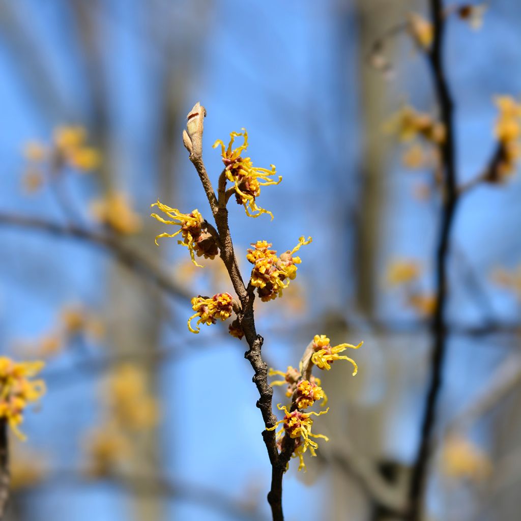 Hamamelis japonica Zuccariniana - Japanse toverhazelaar