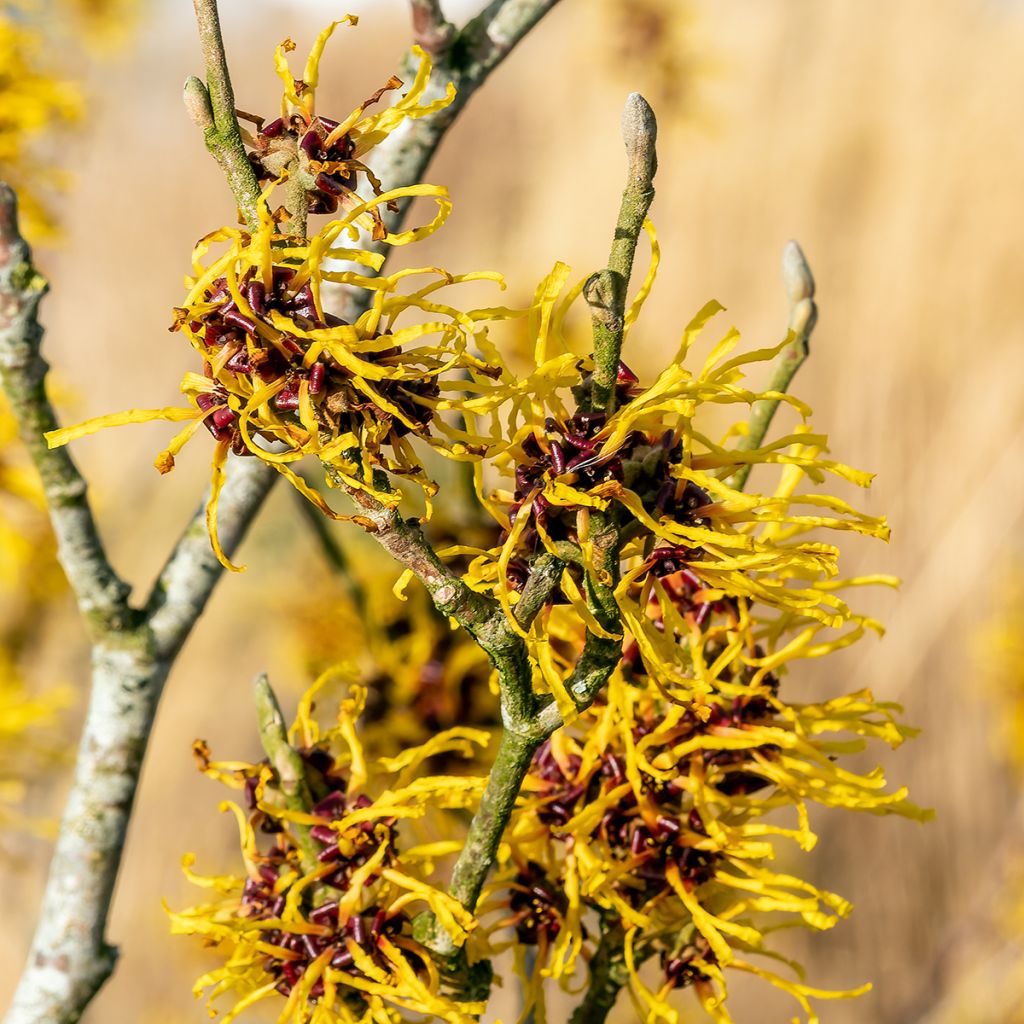 Hamamelis Barmstedt Gold - Toverhazelaar