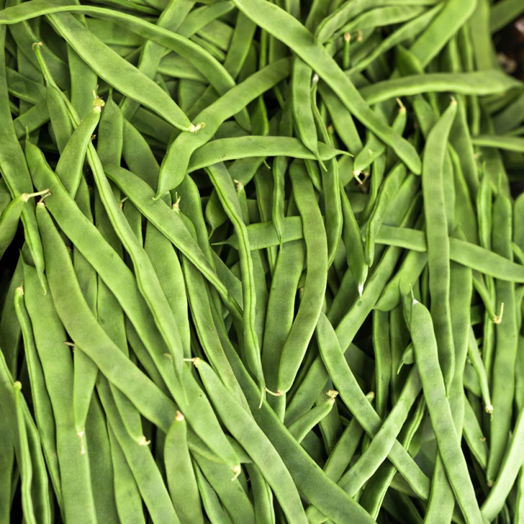 Stoksnijboon Princess