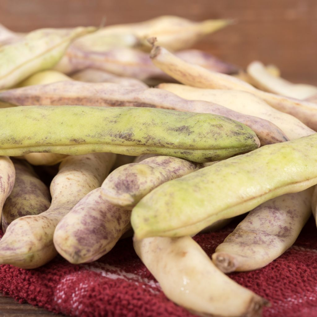 Stamdroogboon Cocagne