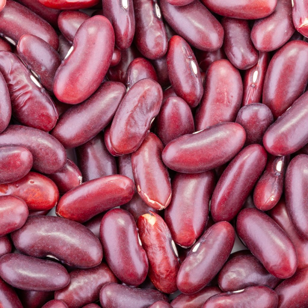 Stamdroogboon Canadian Wonder (jonge planten in perspotjes)