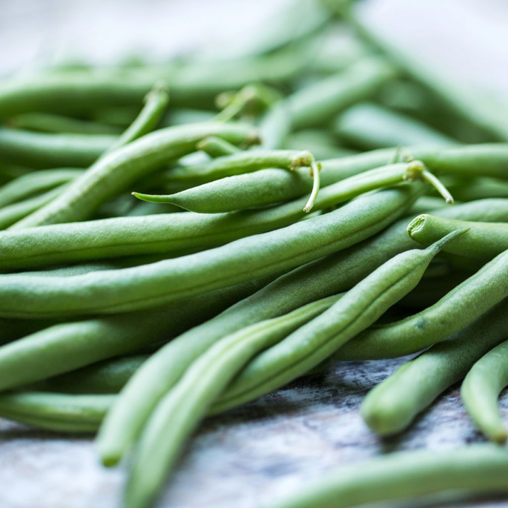 Stamslaboon Aiguillon BIO