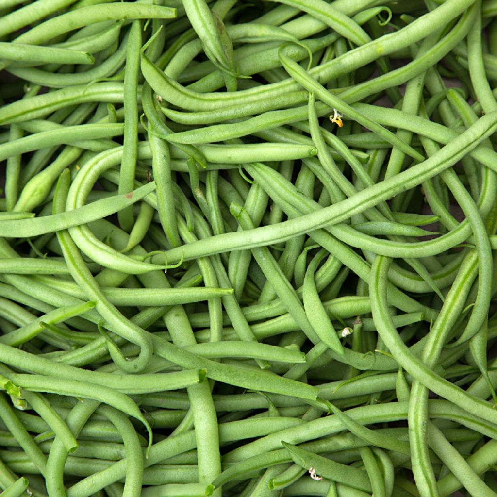 Stamslaboon Divinel - Vilmorin