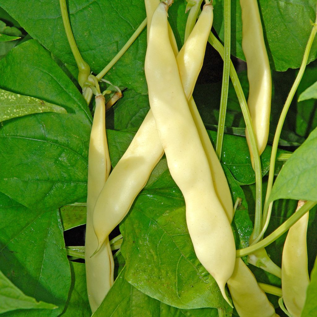 Dwergboterboon Serpedor