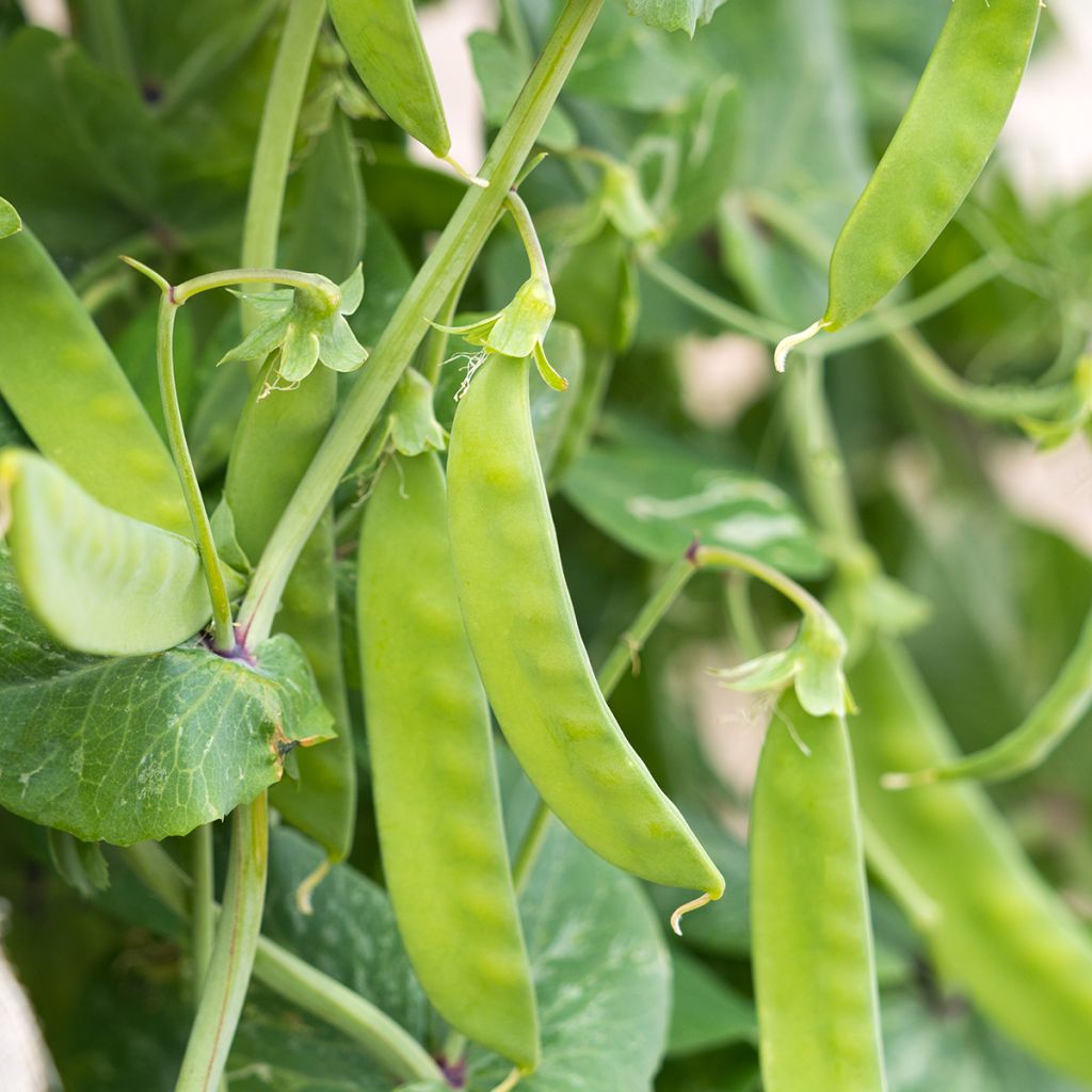 Stoksnijboon Algarve