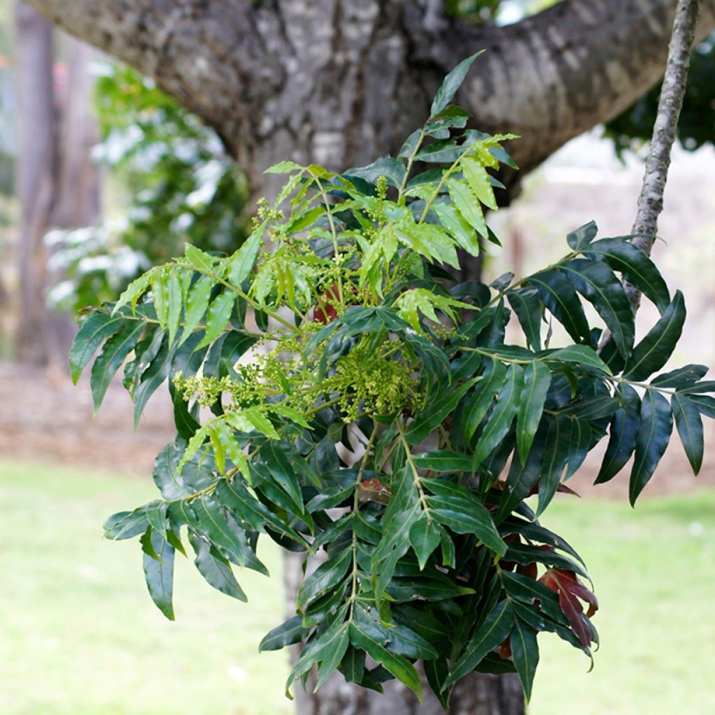 Harpephyllum caffrum