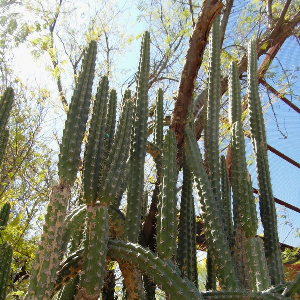 Harrisia tetracantha - Cactus