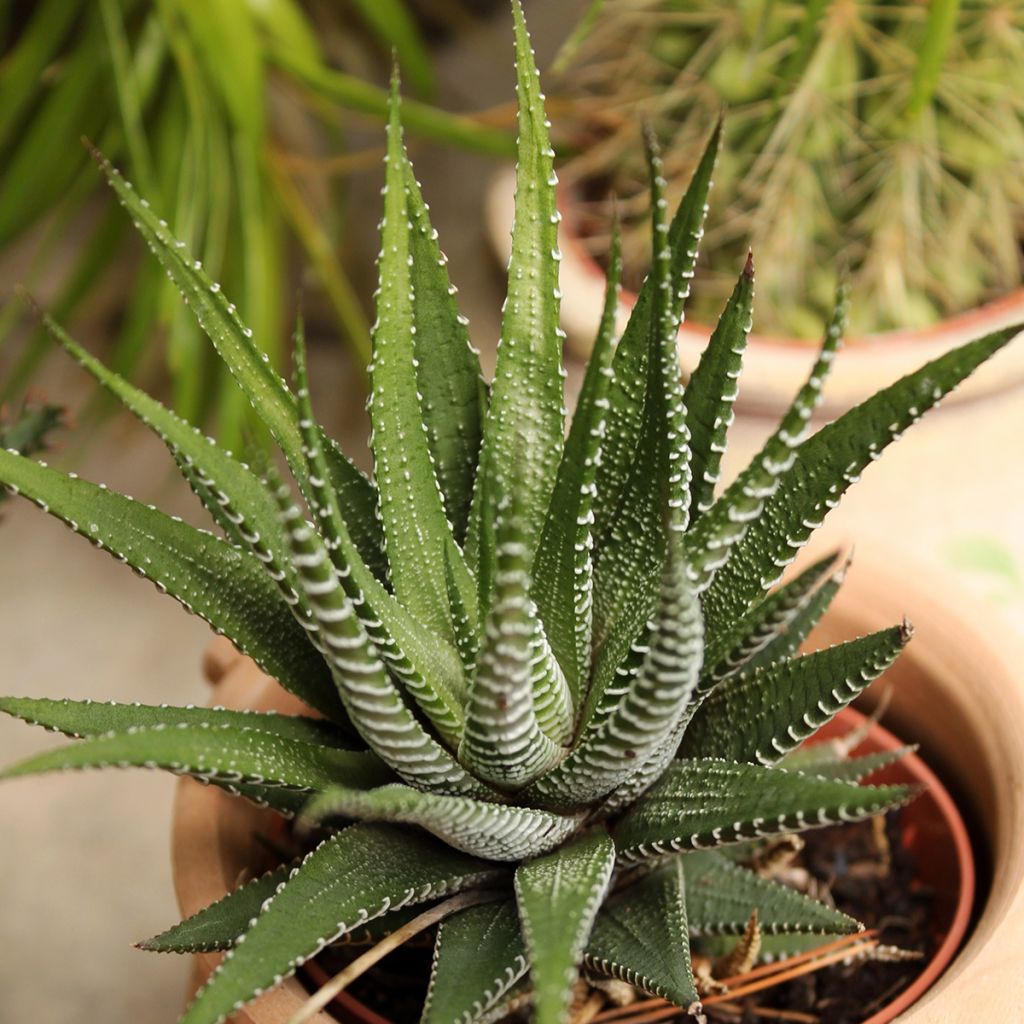 Haworthia Big Band - Zebraplant
