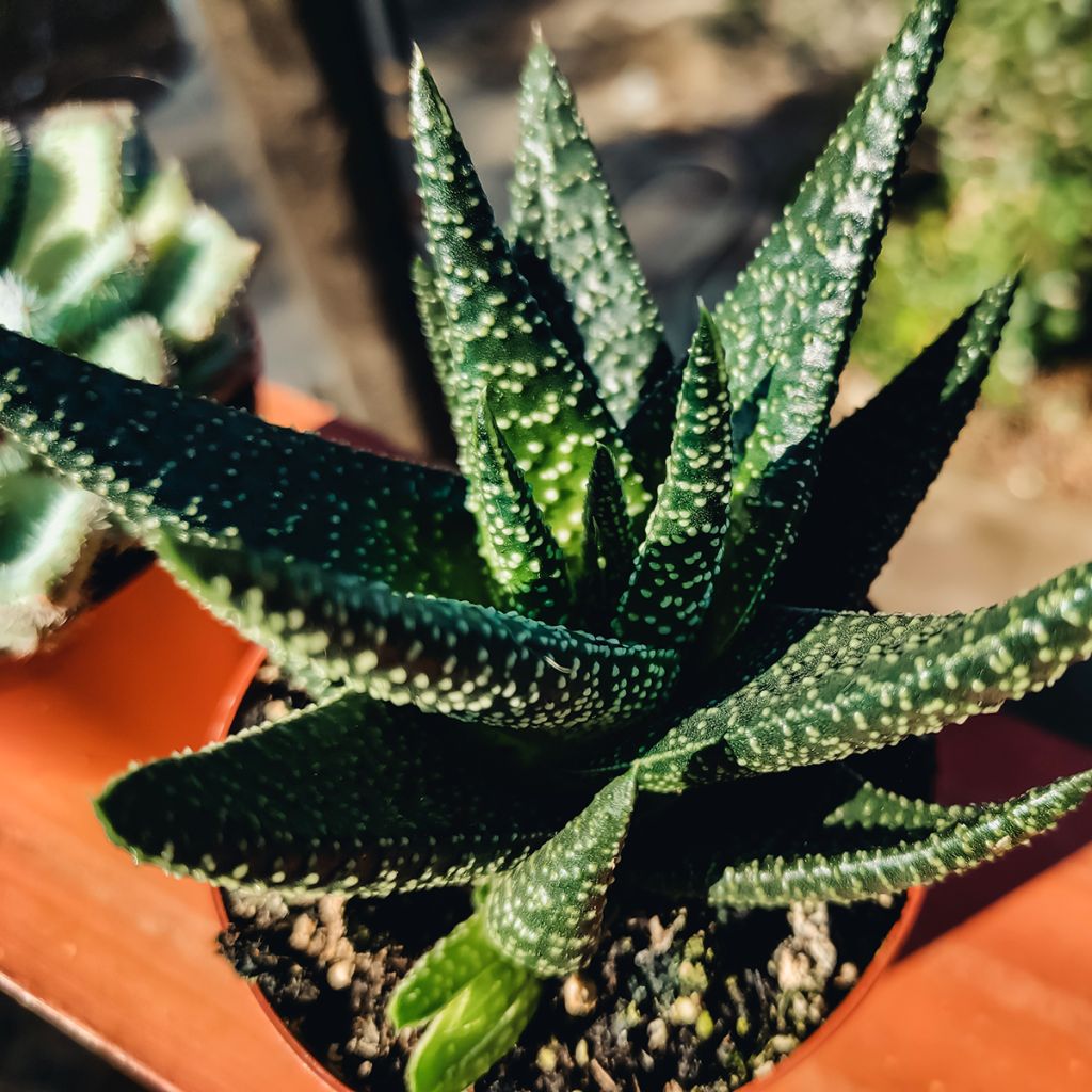 Haworthia fasciata Concolor - Zebraplant