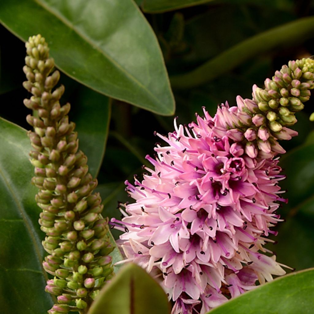 Hebe addenda Linda - Struikveronica