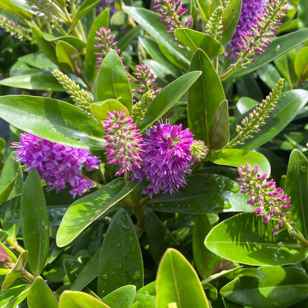 Hebe addenda Linda - Struikveronica