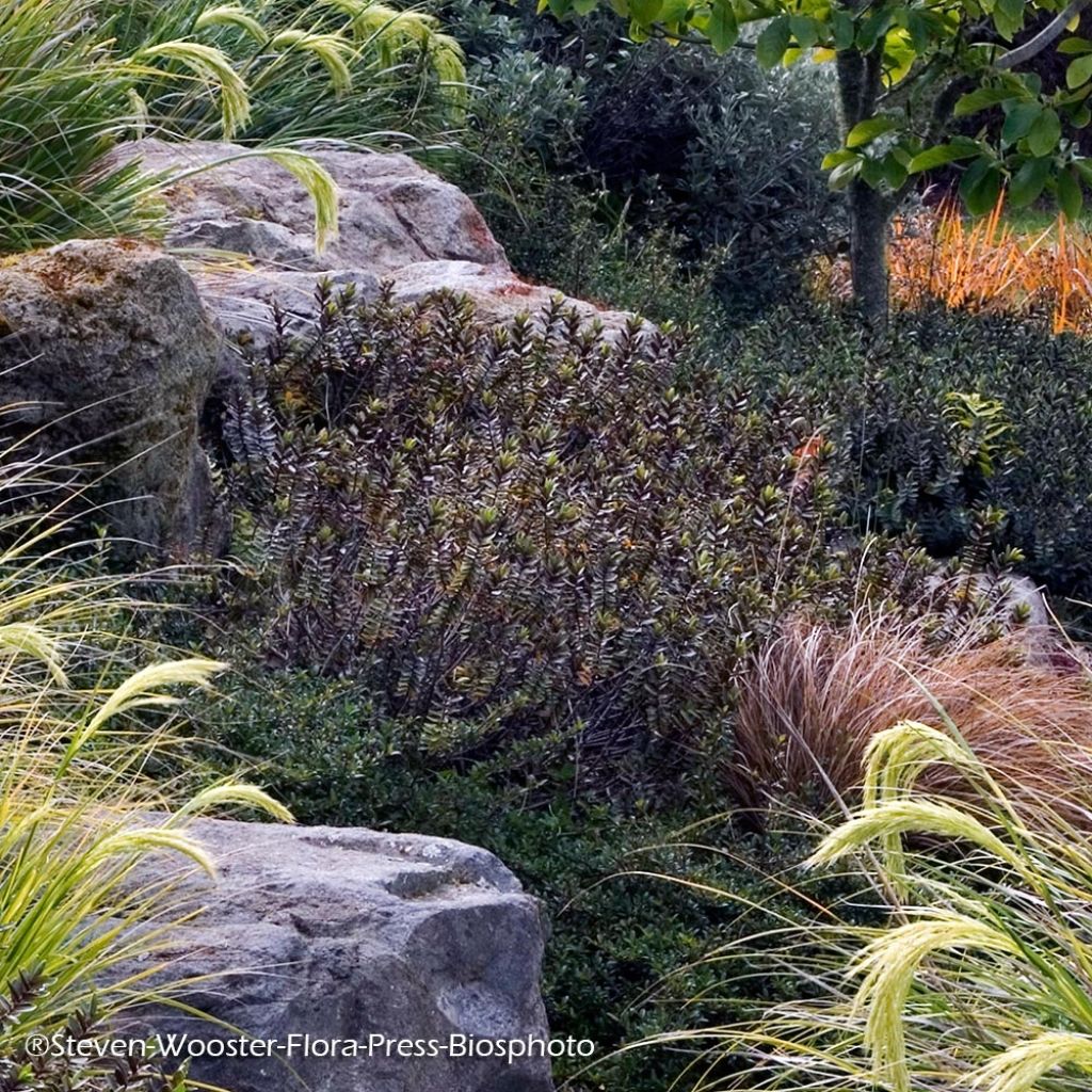 Hebe albicans Red Edge - Struikveronica