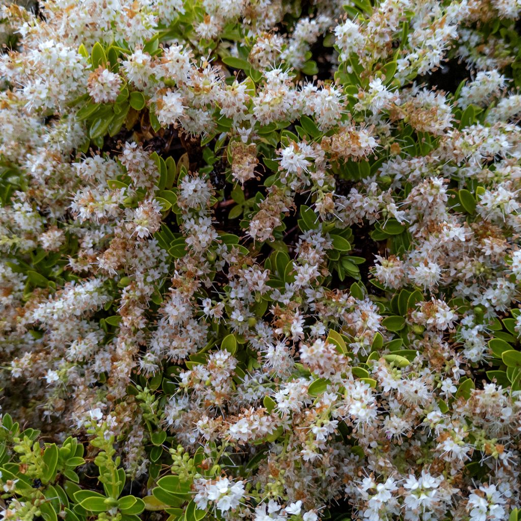 Hebe pinguifolia Sutherlandii - Struikveronica