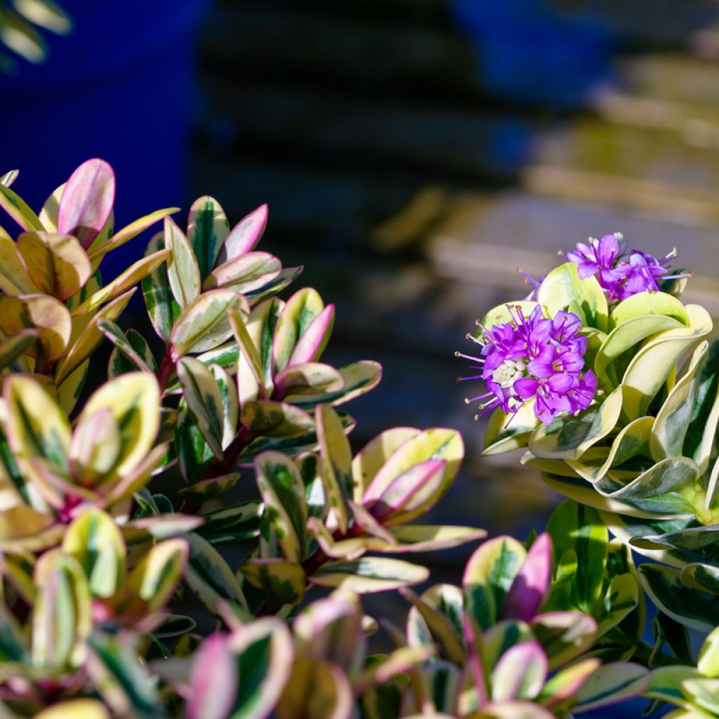Hebe speciosa Tricolor - Struikveronica