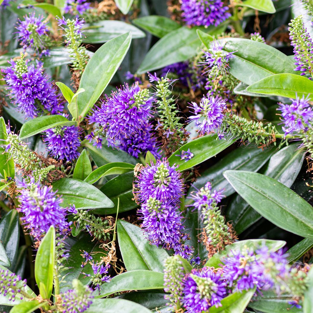 Hebe Blue Gem - Struikveronica