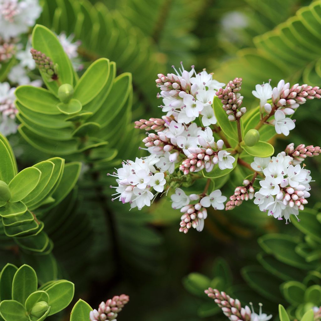 Hebe vernicosa - Struikveronica