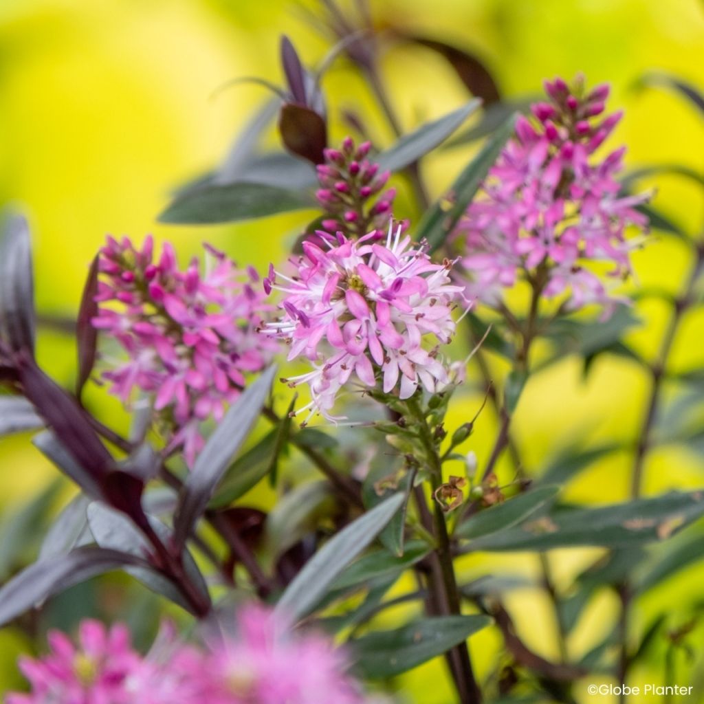 Hebe Magicolors Black Magic - Struikveronica