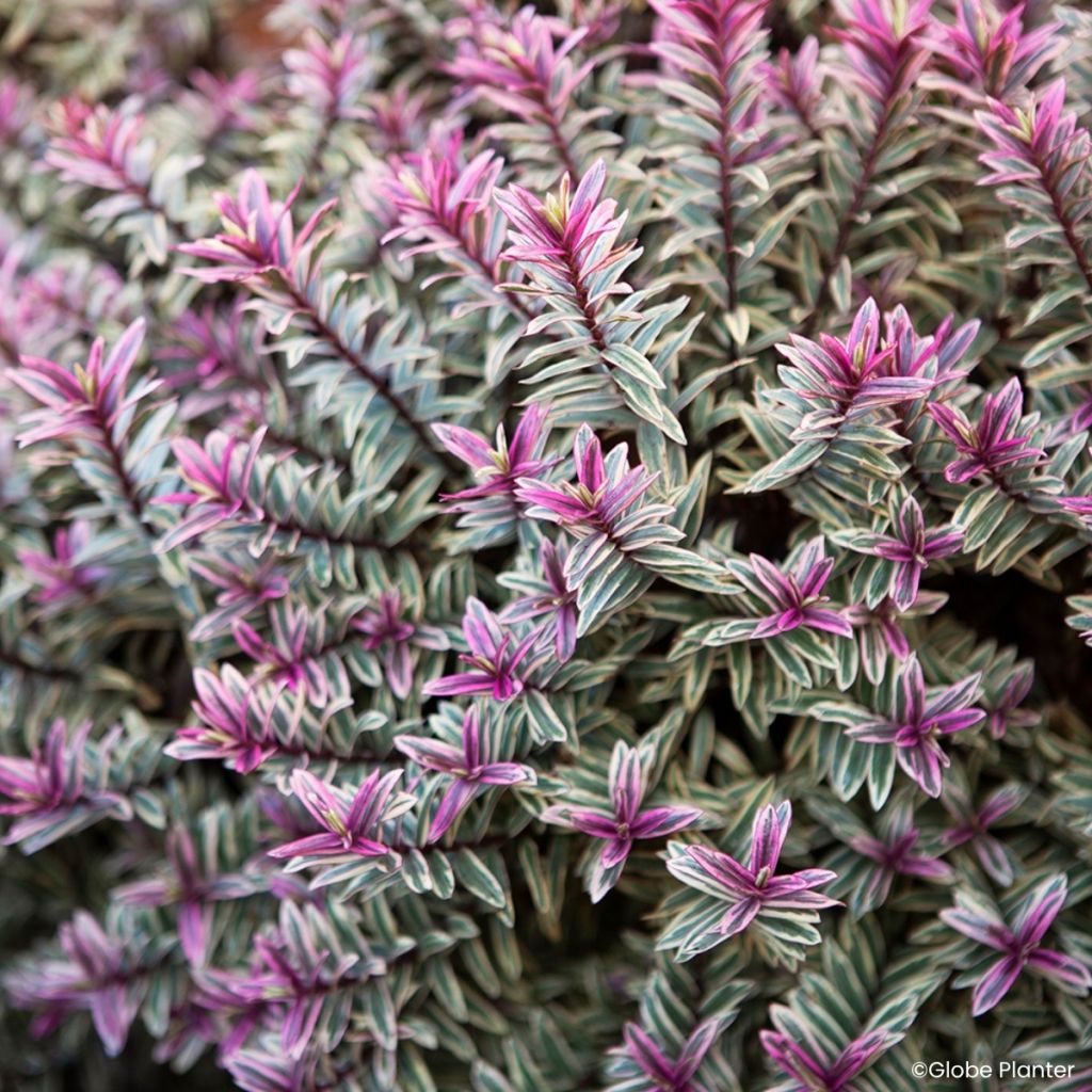 Hebe Magicolors Magic Summer - Struikveronica