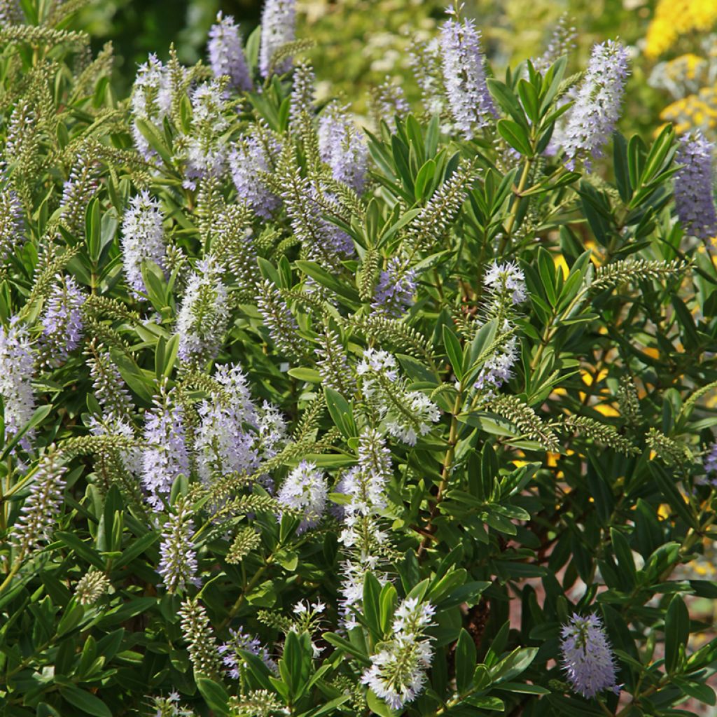 Hebe Wiri Image - Struikveronica