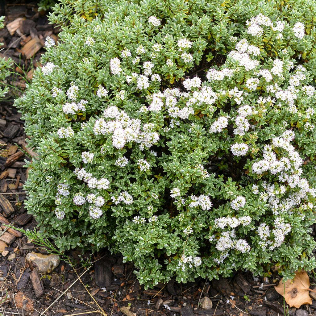 Hebe topiaria - Struikveronica