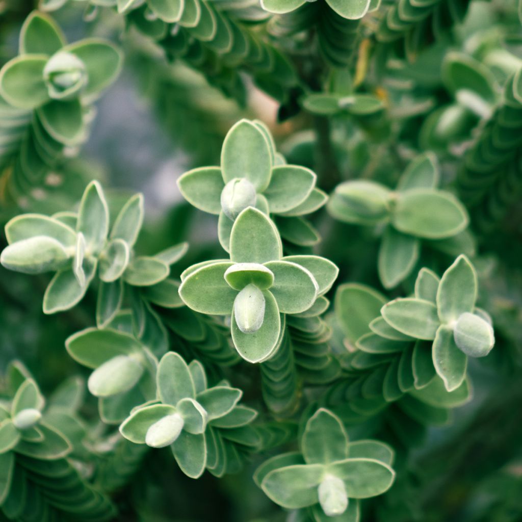 Hebe topiaria - Struikveronica