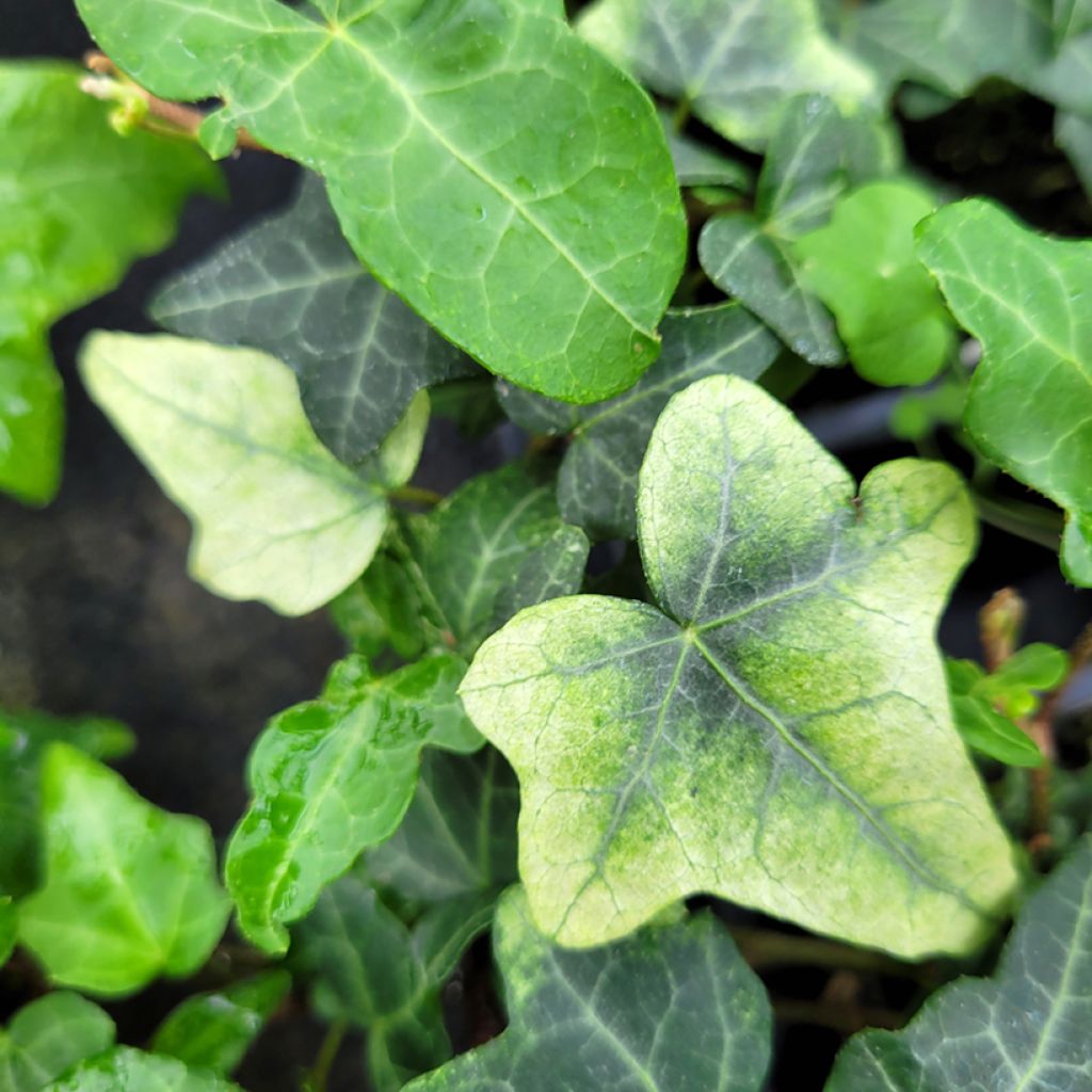 Hedera Frosty - Klimop
