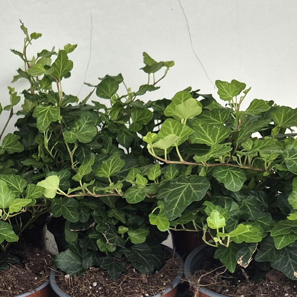 Hedera Wonder - Klimop