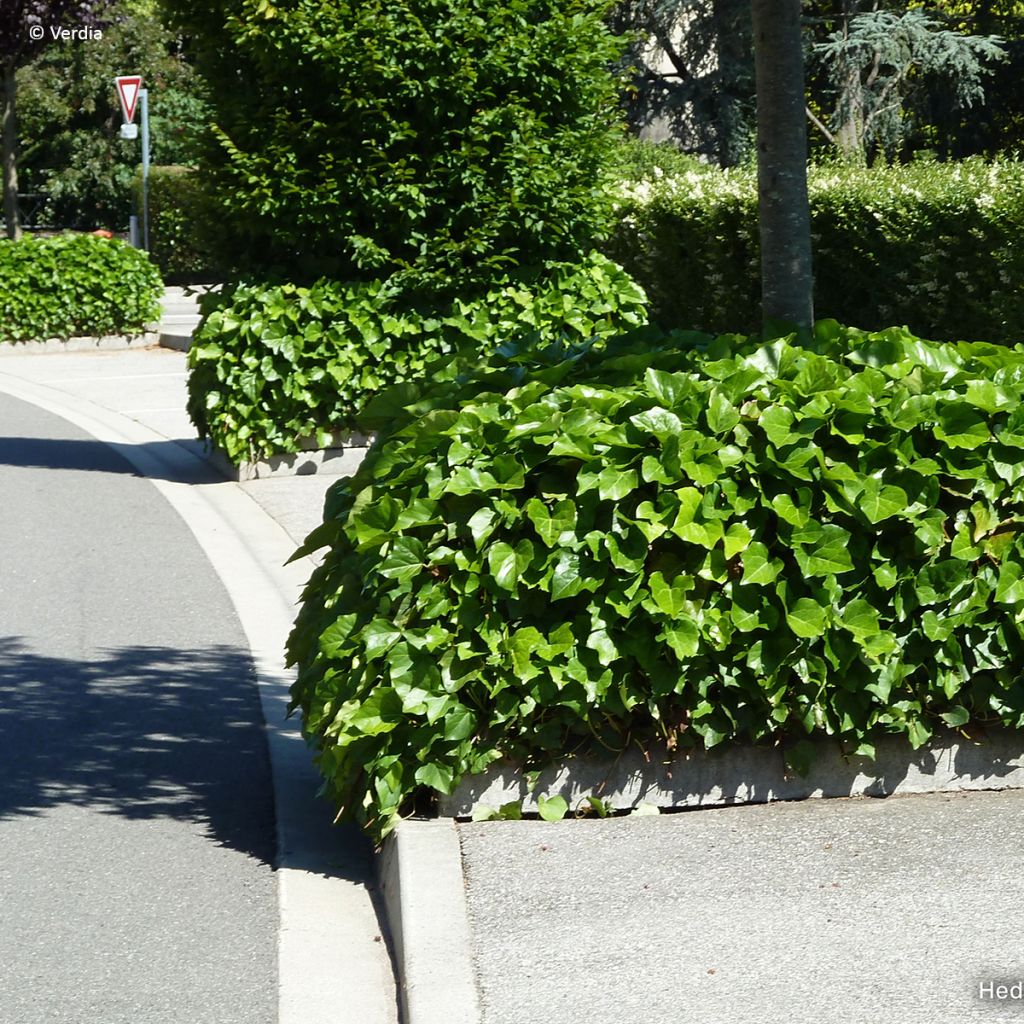 Hedera Algerian Bellecour - Algerijnse klimop