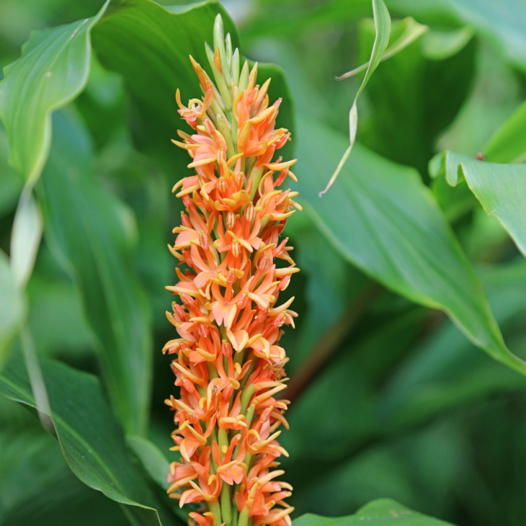 Hedychium densiflorum - Gemberlelie