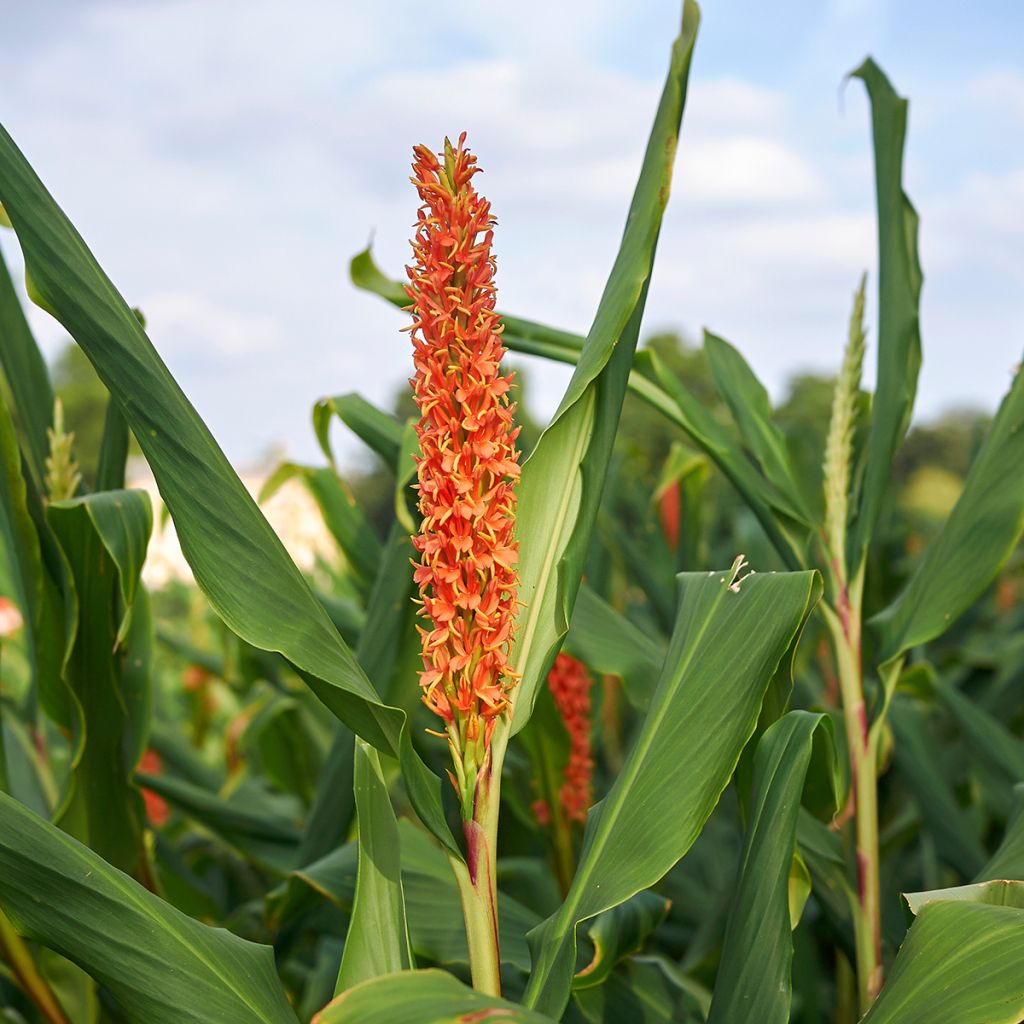 Hedychium densiflorum - Gemberlelie