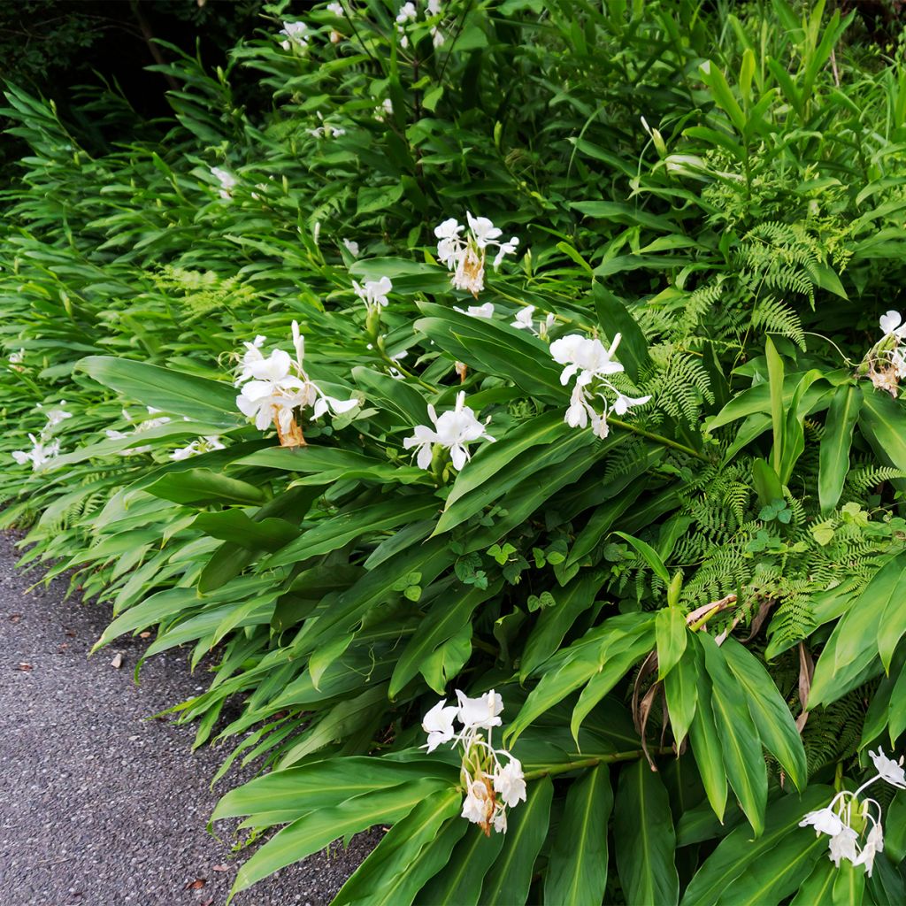 Hedychium maximum - Gemberlelie