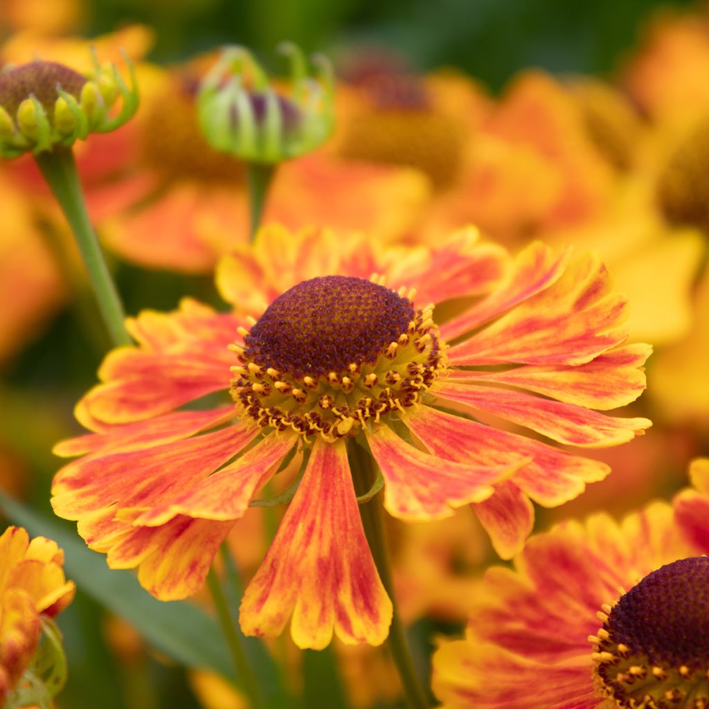 Helenium Dunkle Pracht - Zonnekruid