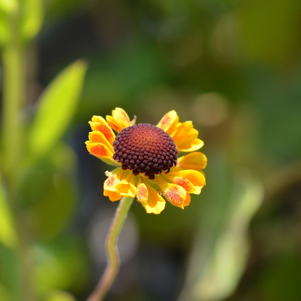 Helenium El Dorado - Zonnekruid