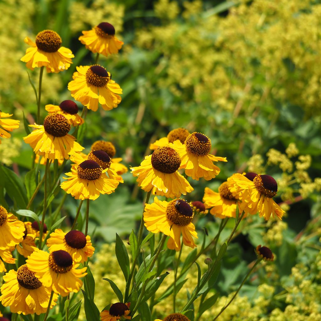 Helenium El Dorado - Zonnekruid
