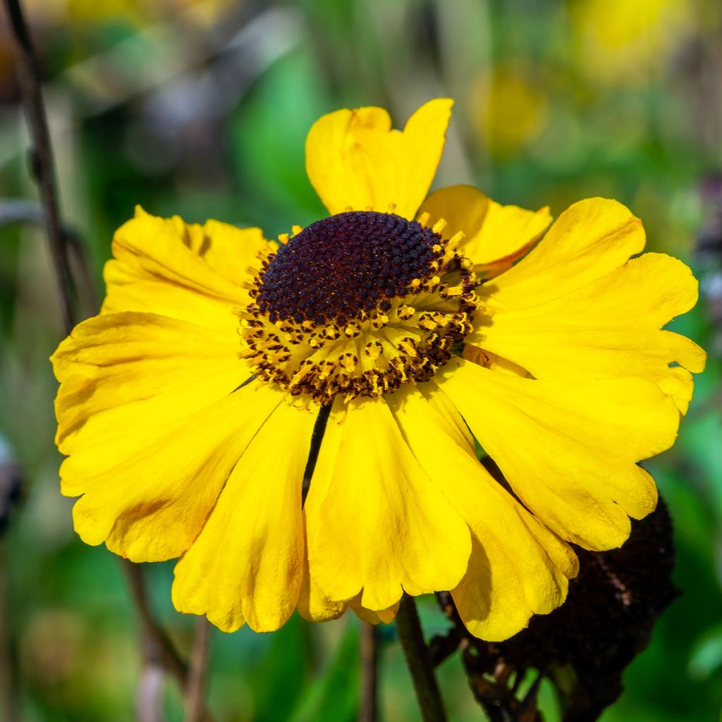 Helenium El Dorado - Zonnekruid