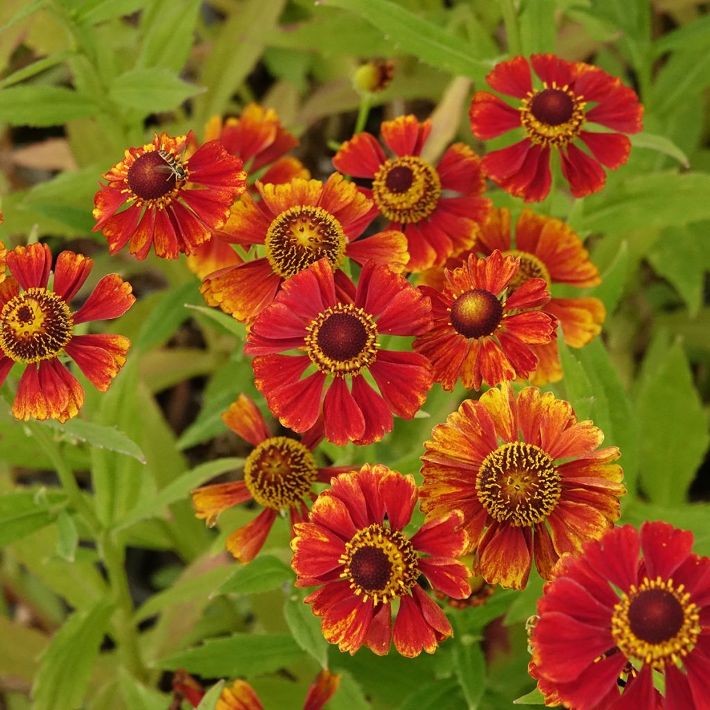 Helenium Flammendes Katchen - Zonnekruid