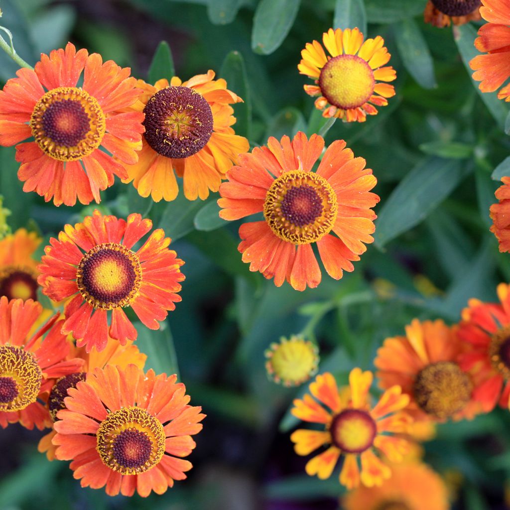 Helenium Mardi Gras - Zonnekruid