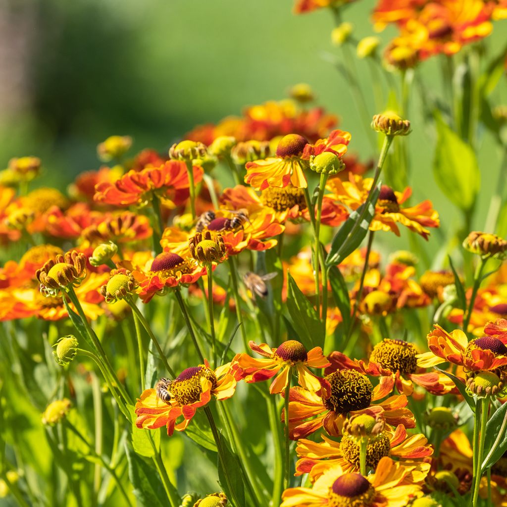 Helenium Rauchtopas - Zonnekruid