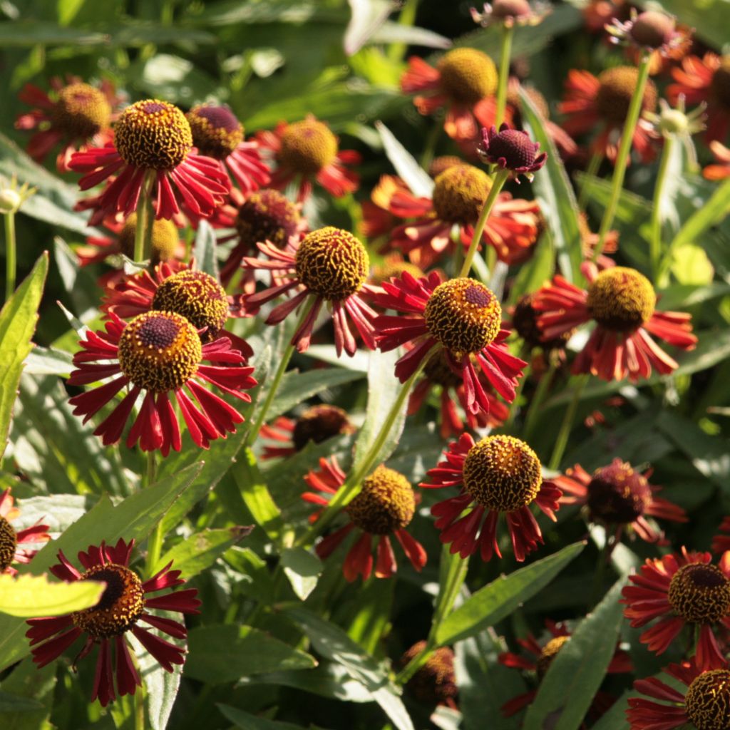 Helenium Ruby Tuesday - Zonnekruid