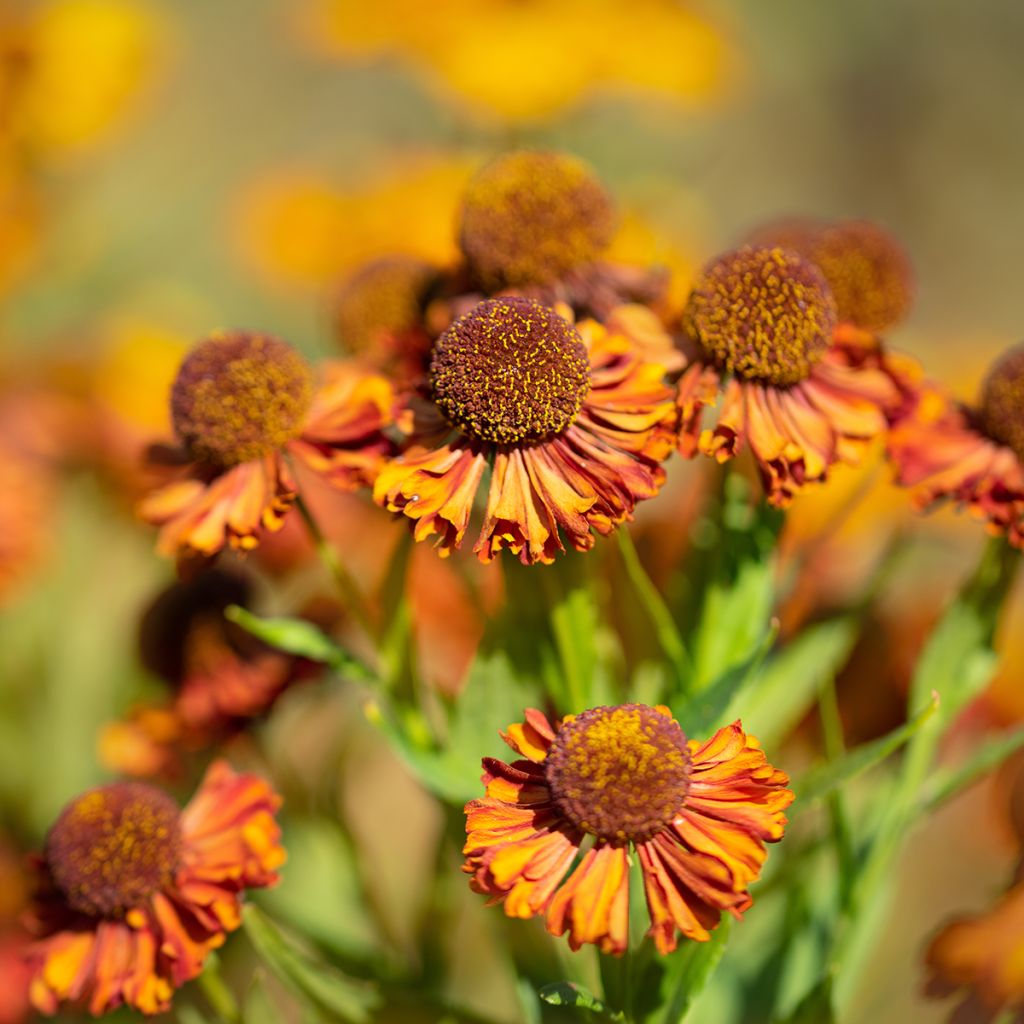 Helenium Sahin's Early Flowerer - Zonnekruid