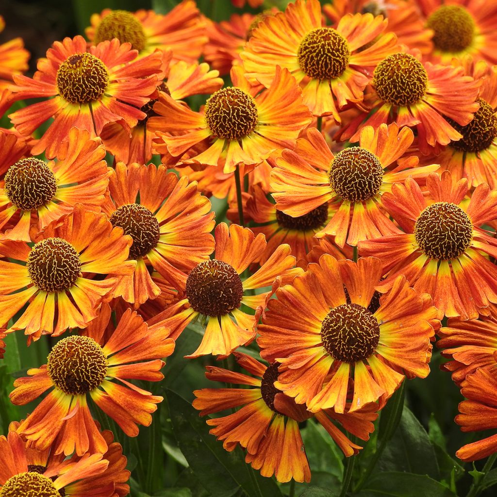 Helenium Short'n Sassy - Zonnekruid