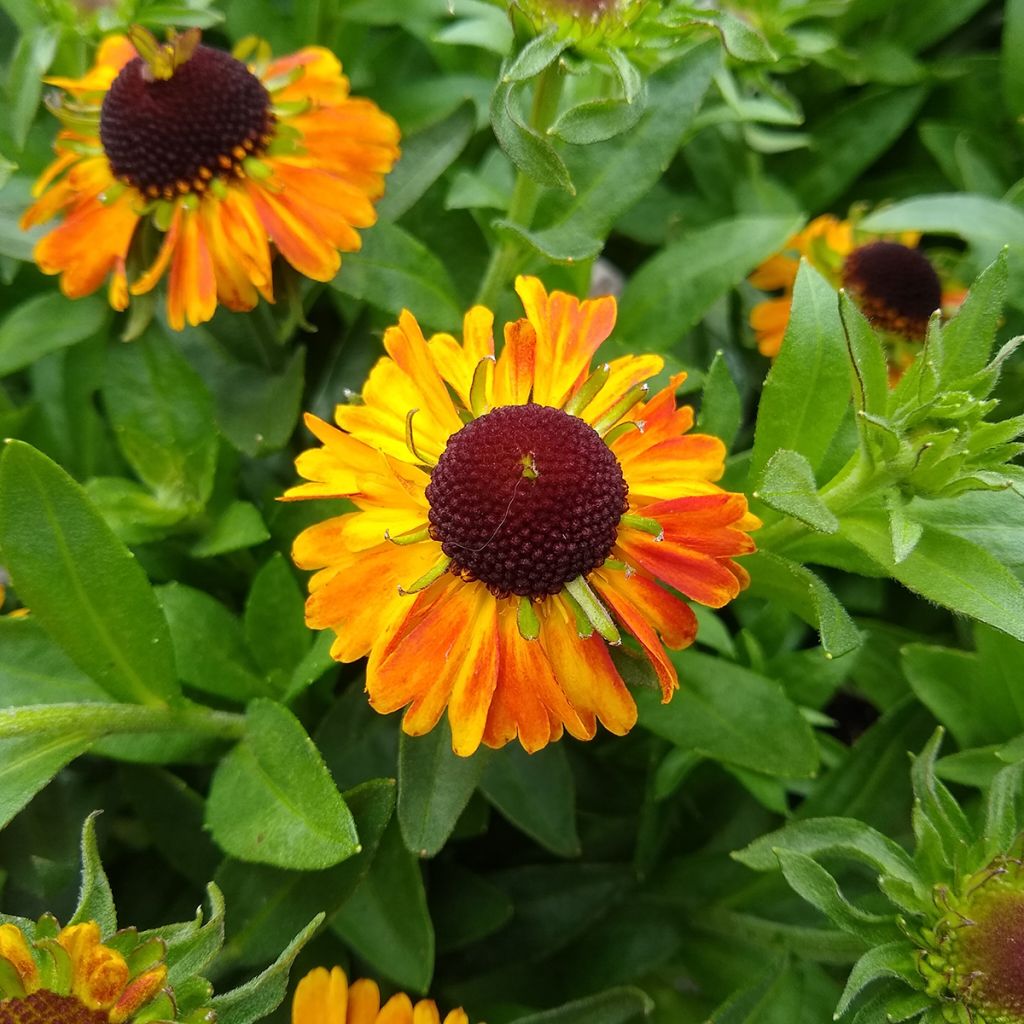 Helenium Short'n Sassy - Zonnekruid